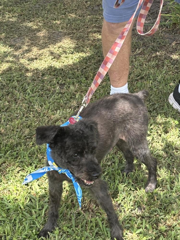 Enlarge Mickey, a Adoptable Schnauzer in Melbourne Beach, FL image 2/2