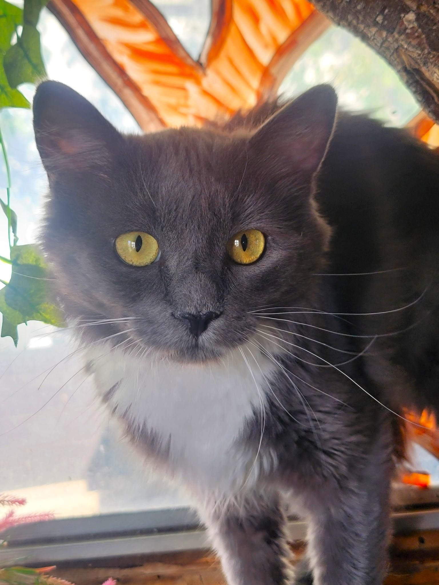 Teka, adopted, Young Female Domestic Medium Hair.