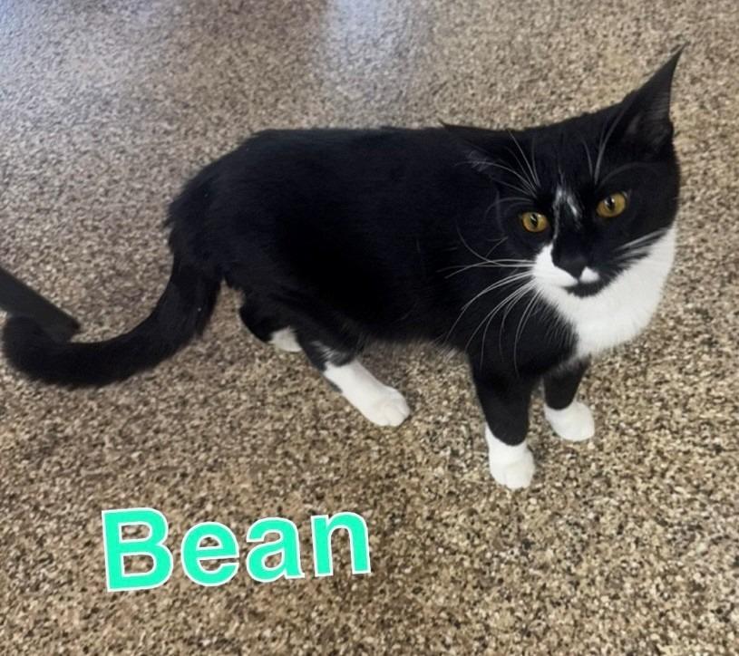 BEAN, Adoptable, Young Male Domestic Short Hair.