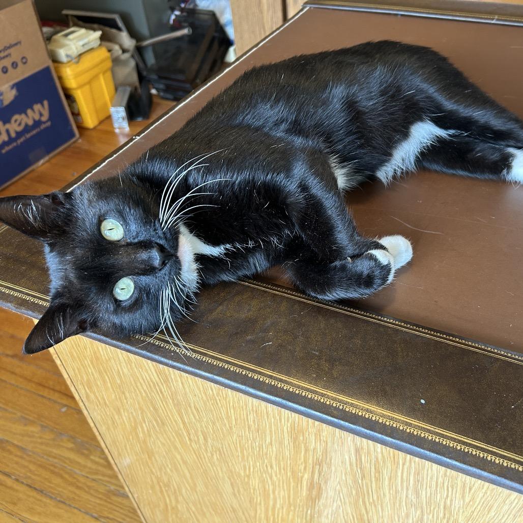 Tuxy, Adoptable, Young Male Domestic Short Hair.