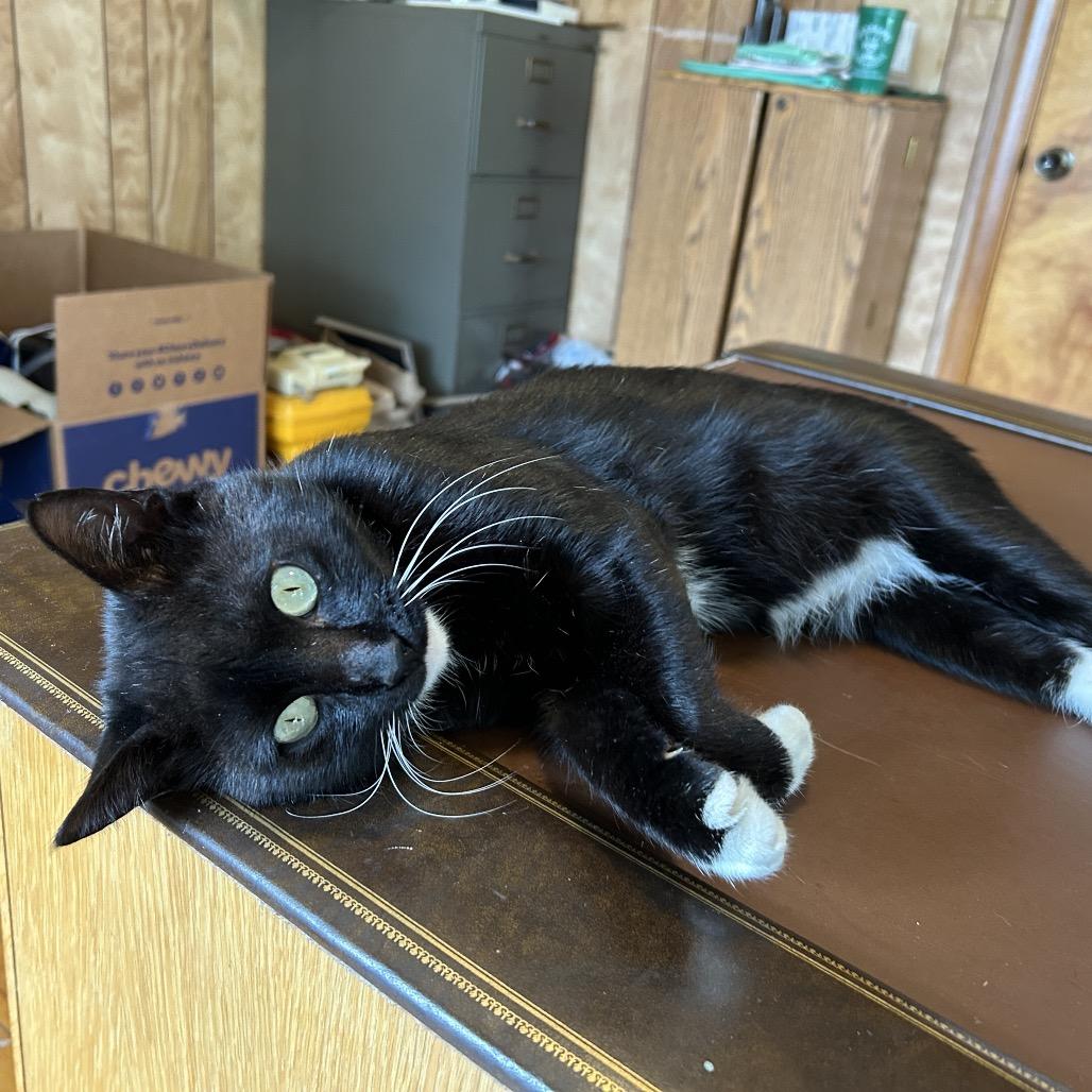 Tuxy, a Adoptable Domestic Short Hair in Sand Springs, OK image 2/6