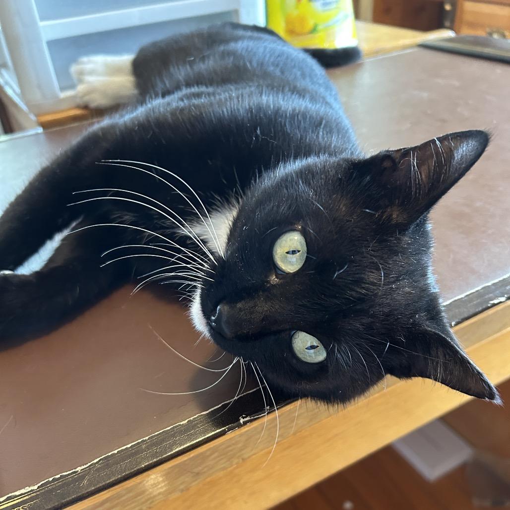 Tuxy, a Adoptable Domestic Short Hair in Sand Springs, OK image 3/6