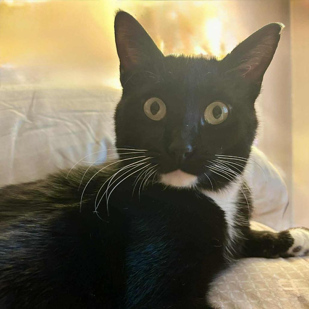 Tuxy, a Adoptable Domestic Short Hair in Sand Springs, OK image 4/6