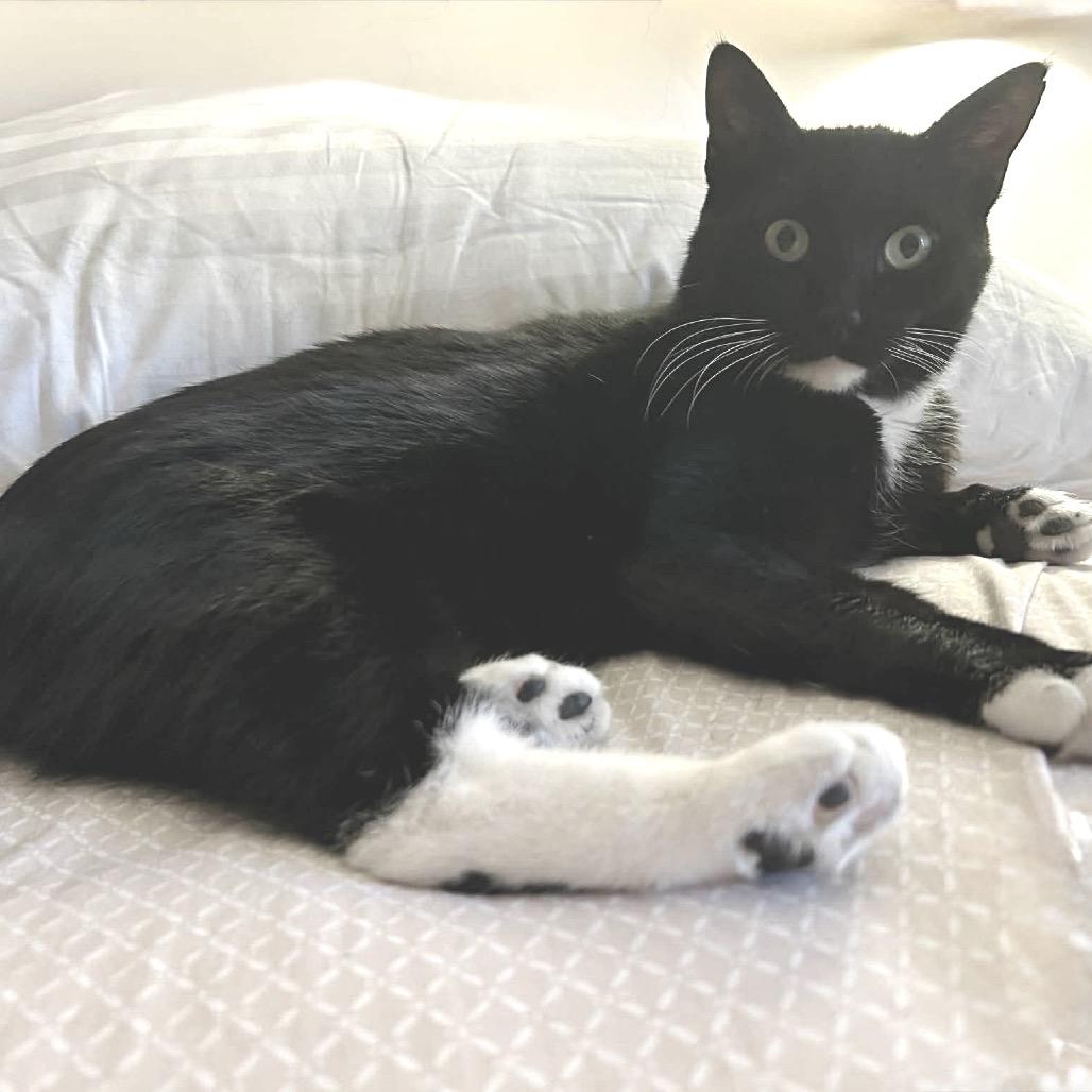 Tuxy, a Adoptable Domestic Short Hair in Sand Springs, OK image 5/6