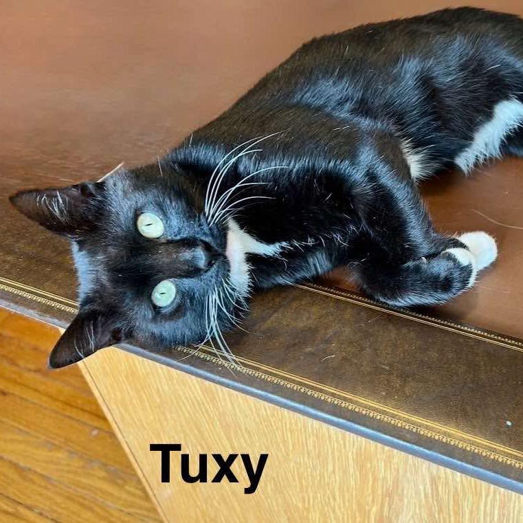 Tuxy, Adoptable, Young Male Domestic Short Hair.