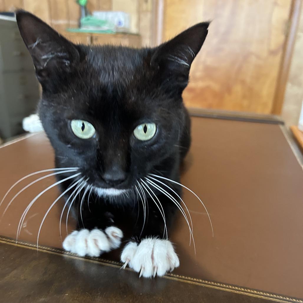 Tuxy, a Adoptable Domestic Short Hair in Sand Springs, OK image 6/6