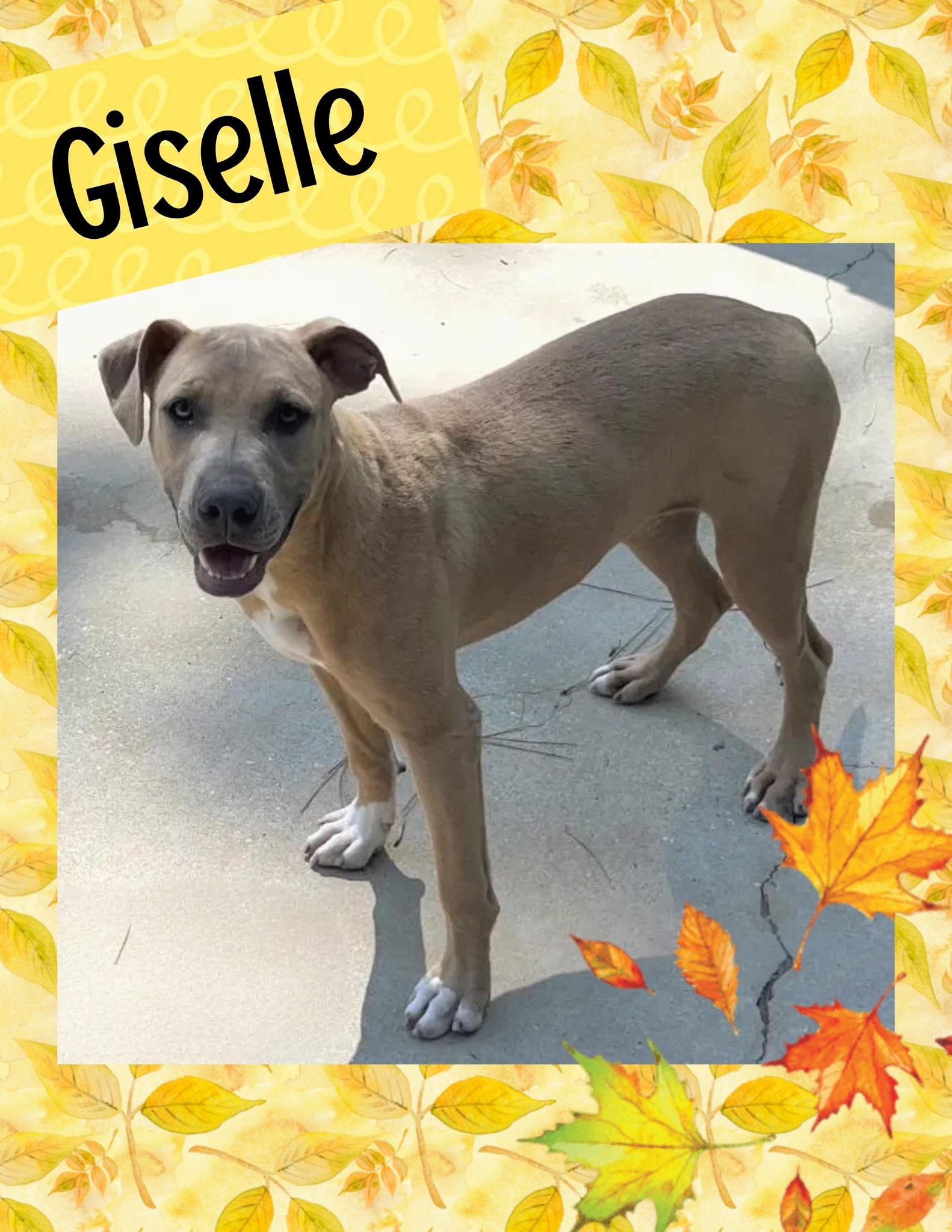 Enlarge Giselle, a Adoptable mixed breed in Ringwood, NJ image 1/1