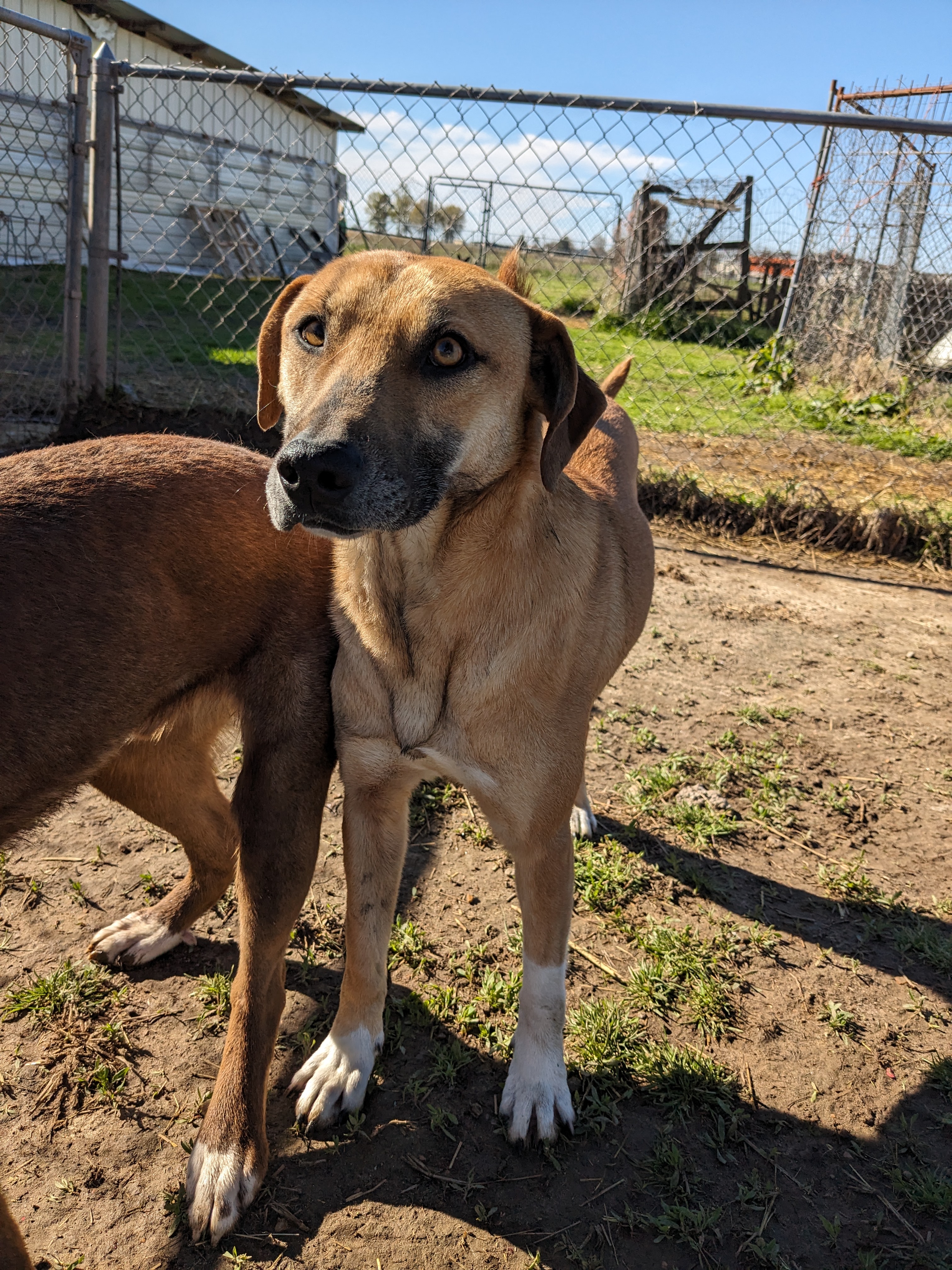 Enlarge Socks, a Adoptable mixed breed in Manchester, NH image 1/17
