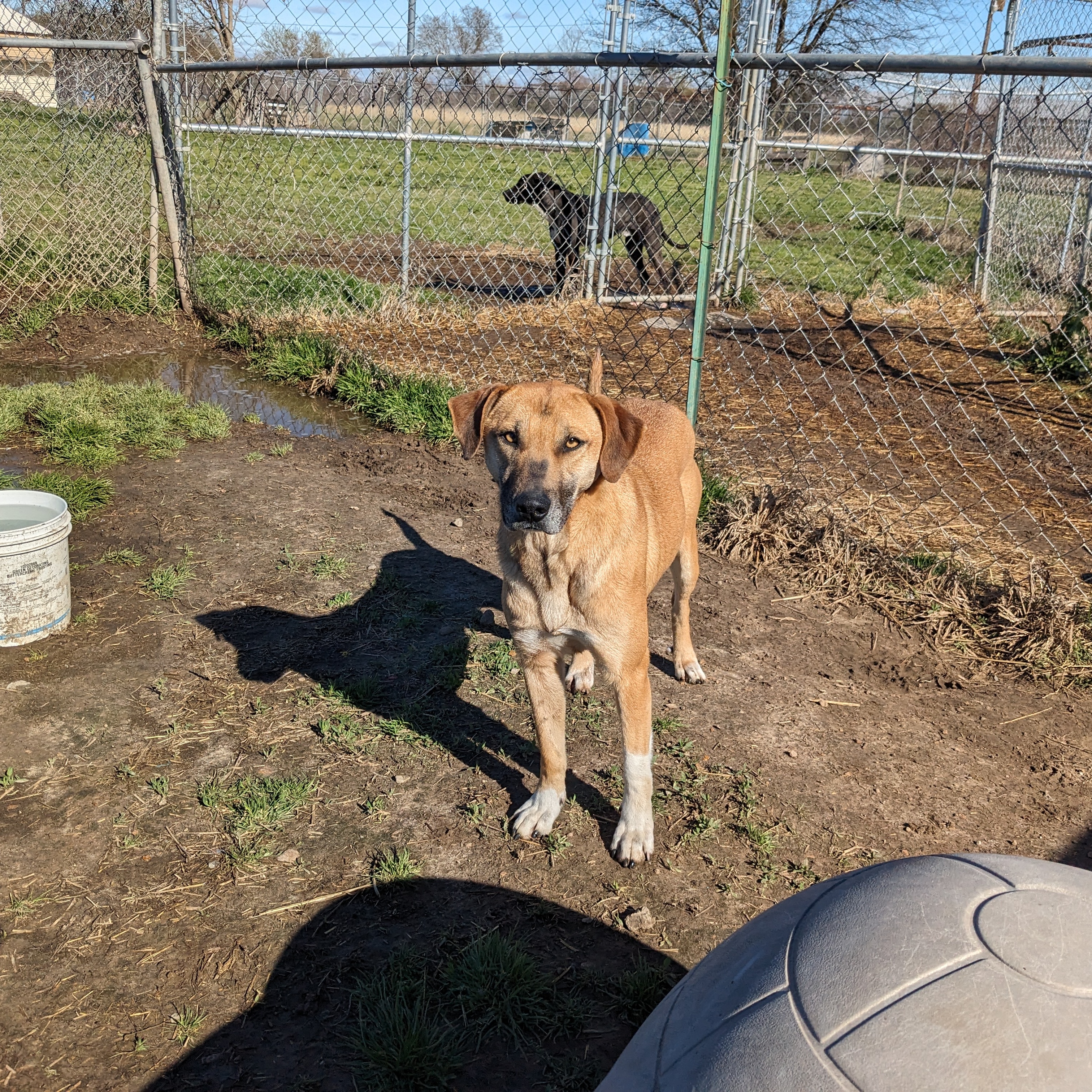 Enlarge Socks, a Adoptable mixed breed image 2/17