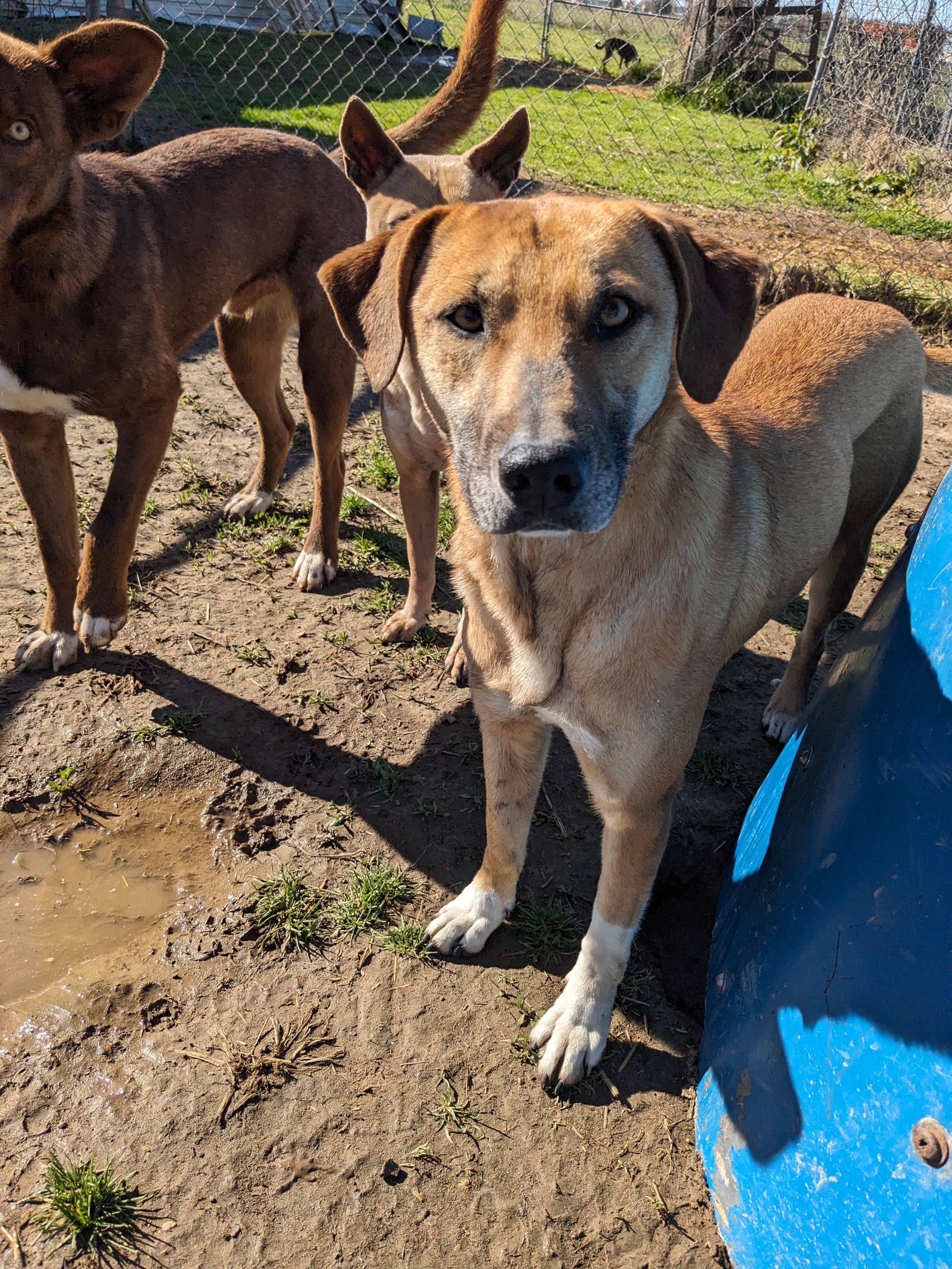 Enlarge Socks, a Adoptable mixed breed image 3/17