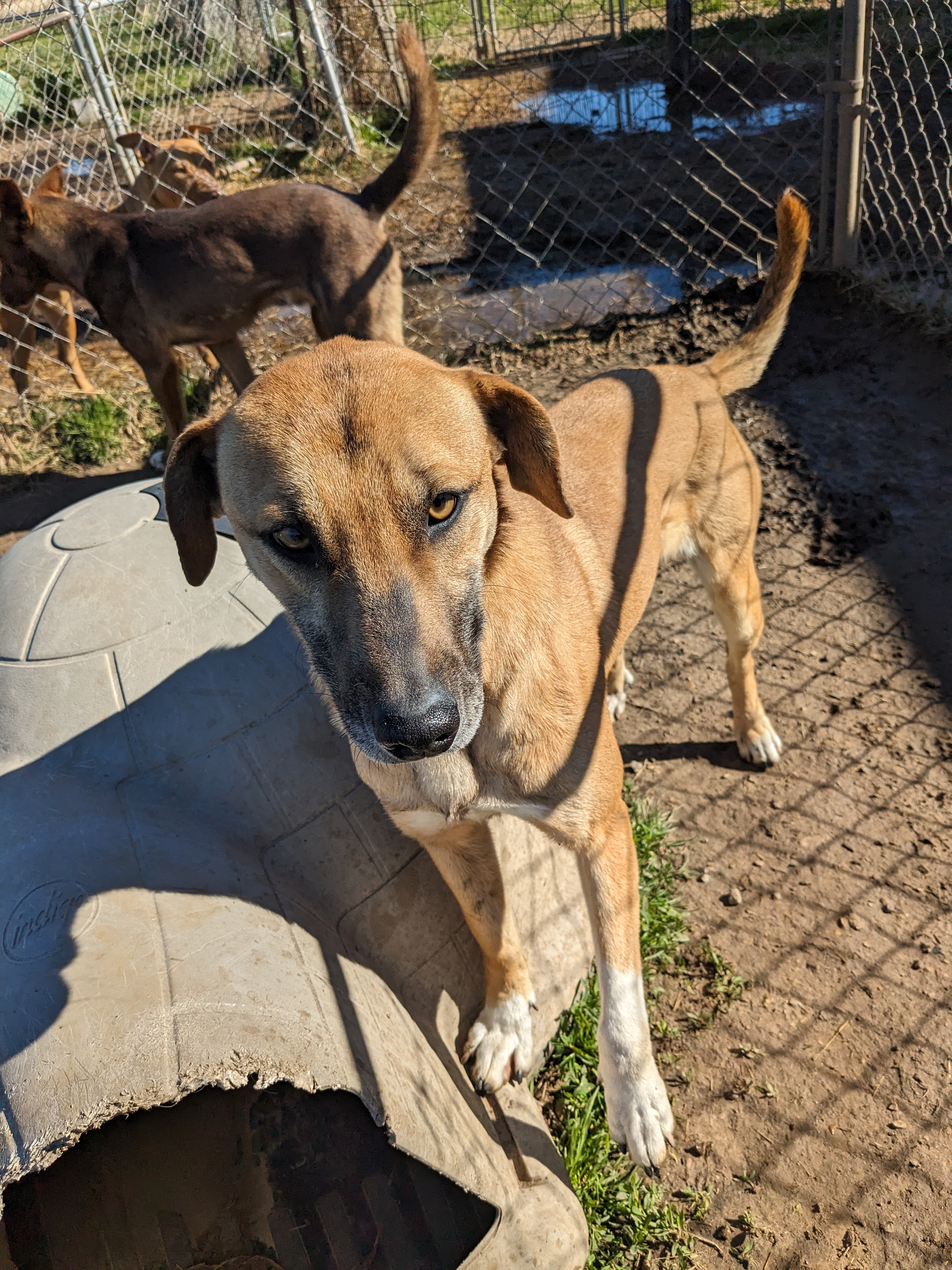 Enlarge Socks, a Adoptable mixed breed image 4/17