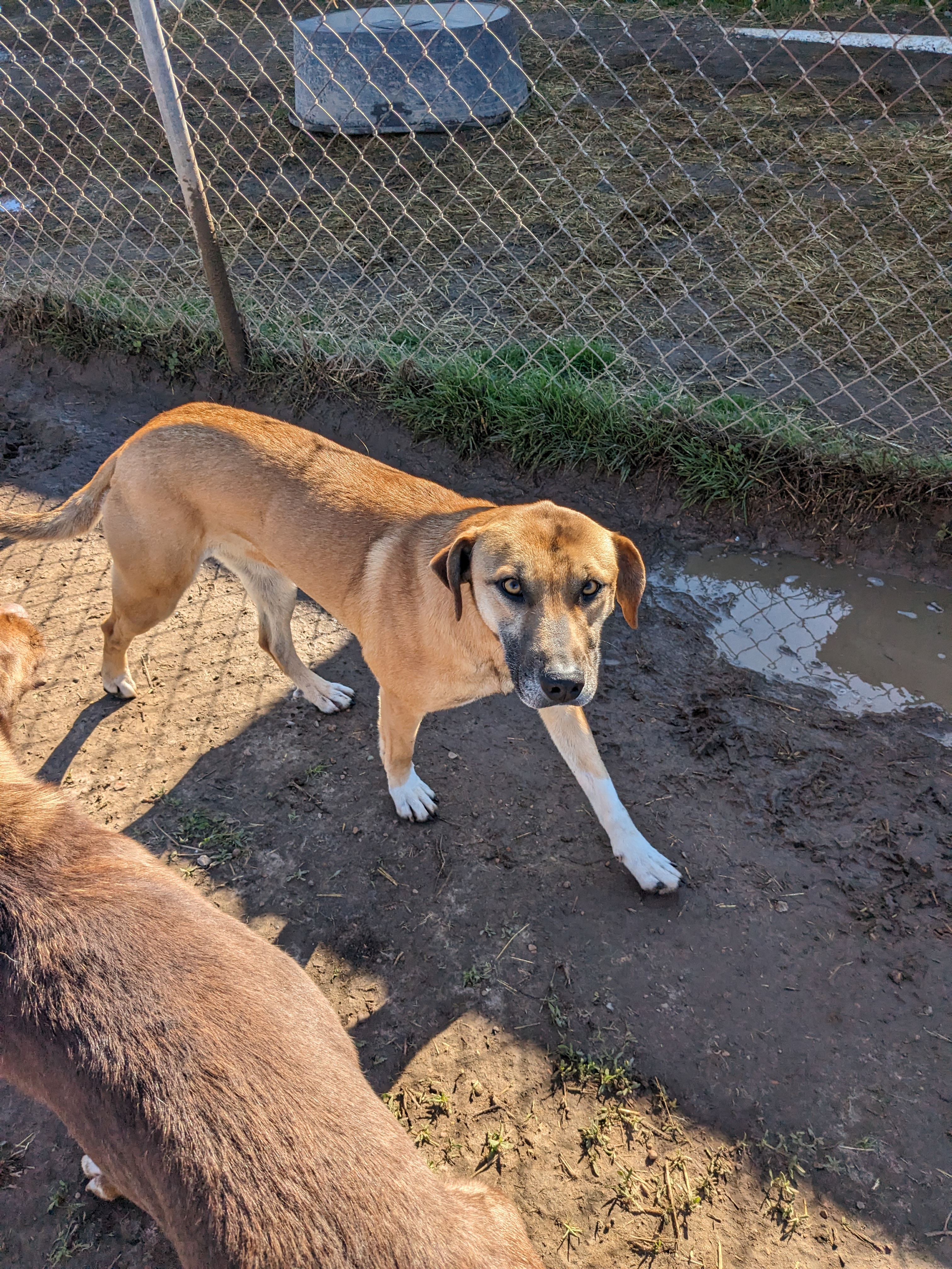 Enlarge Socks, a Adoptable mixed breed image 5/17