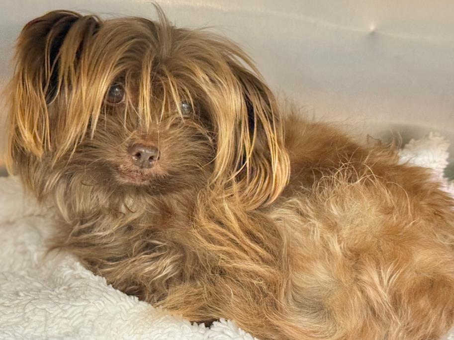 SAVE ME PLEASE! PERLA -ID#502549