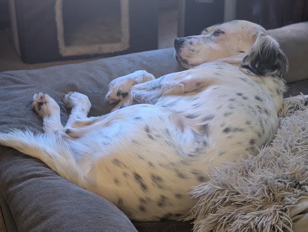Available - Harry, Adoptable, Adult Male English Setter.