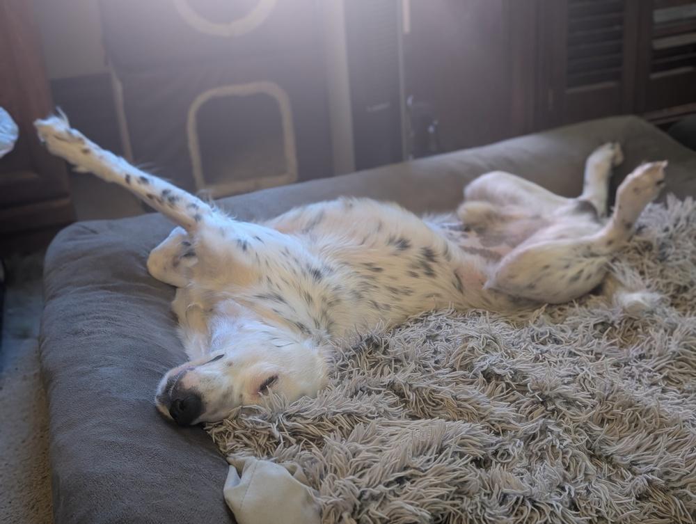 Enlarge Available - Harry, a Adoptable English Setter in Havertown, PA image 2/6