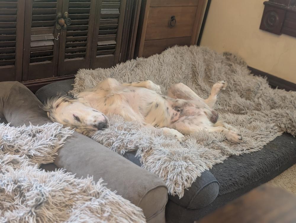 Enlarge Available - Harry, a Adoptable English Setter in Havertown, PA image 3/6