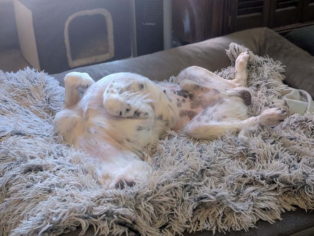 Enlarge Available - Harry, a Adoptable English Setter in Havertown, PA image 4/6