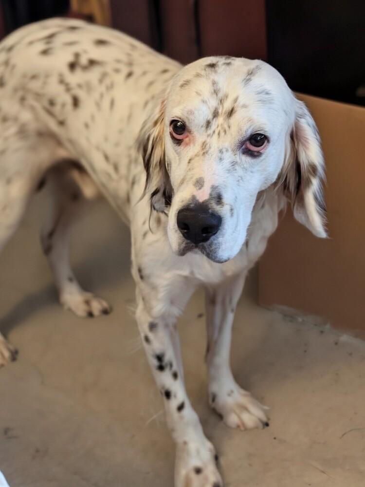 Enlarge Available - Harry, a Adoptable English Setter in Havertown, PA image 5/6