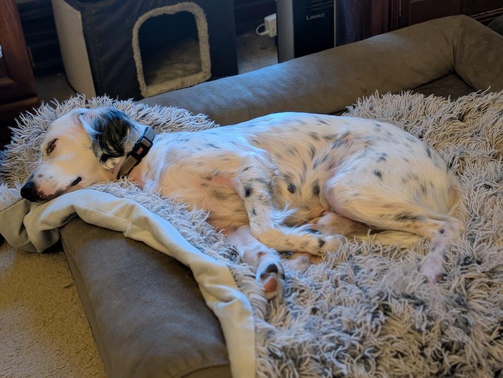 Enlarge Available - Harry, a Adoptable English Setter in Havertown, PA image 6/6