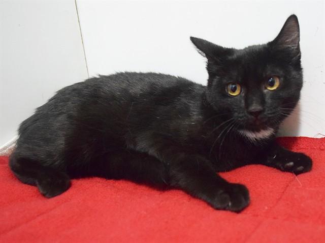 Enlarge SIOBAHN, a Adoptable Domestic Short Hair in Sacramento, CA image 1/1