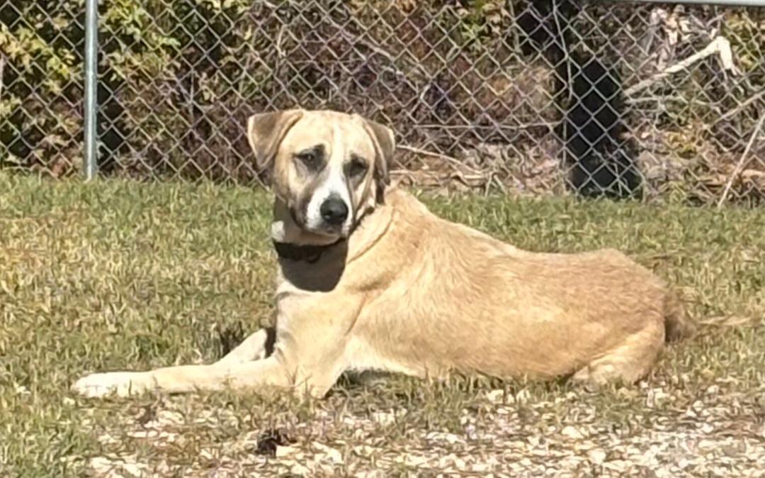 Ringo, Adoptable, Young Male Anatolian Shepherd & Mixed Breed.