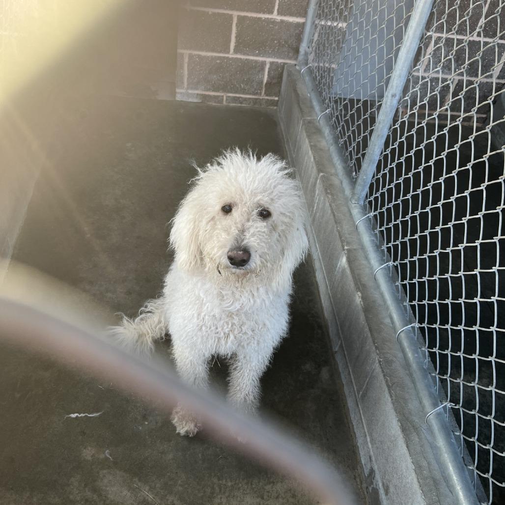 Fluff monster, Adoptable, Adult Male Poodle.