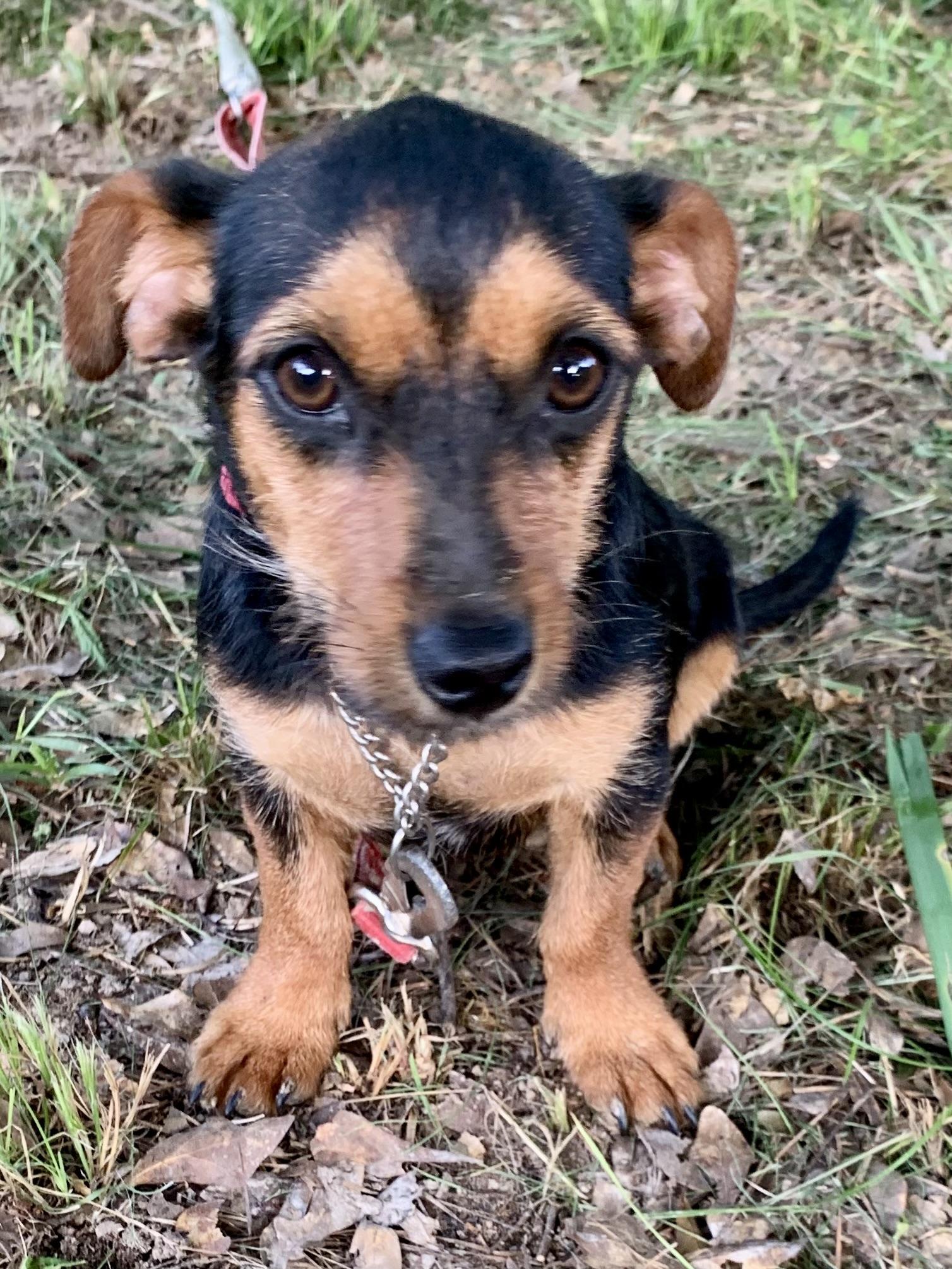 Arlene, Baby Female Wirehaired Dachshund