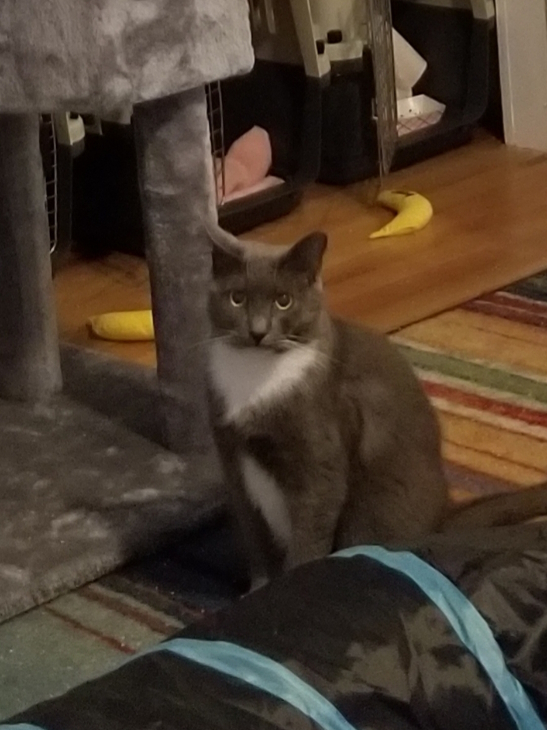 Archie, a Adoptable mixed breed in Bel Air, MD image 4/4