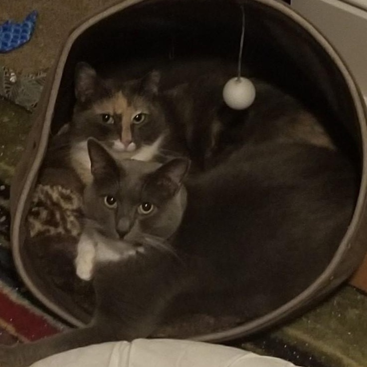 Archie, a Adoptable mixed breed in Bel Air, MD image 1/4