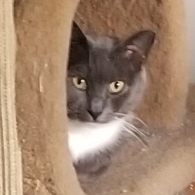 Archie, a Adoptable mixed breed in Bel Air, MD image 2/4