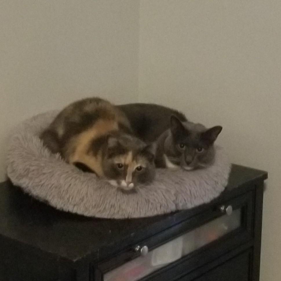 Archie, a Adoptable mixed breed in Bel Air, MD image 3/4