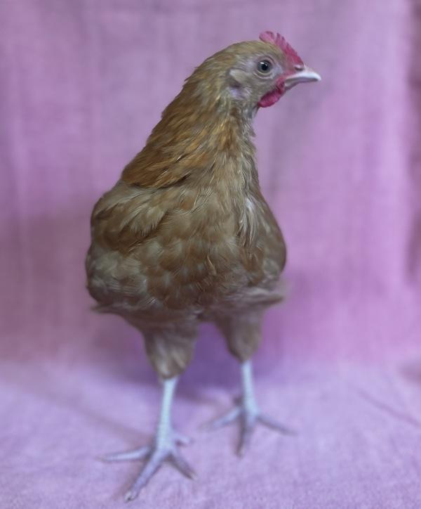 Enlarge Buzz, a Adoptable mixed breed in Monterey, CA image 1/1