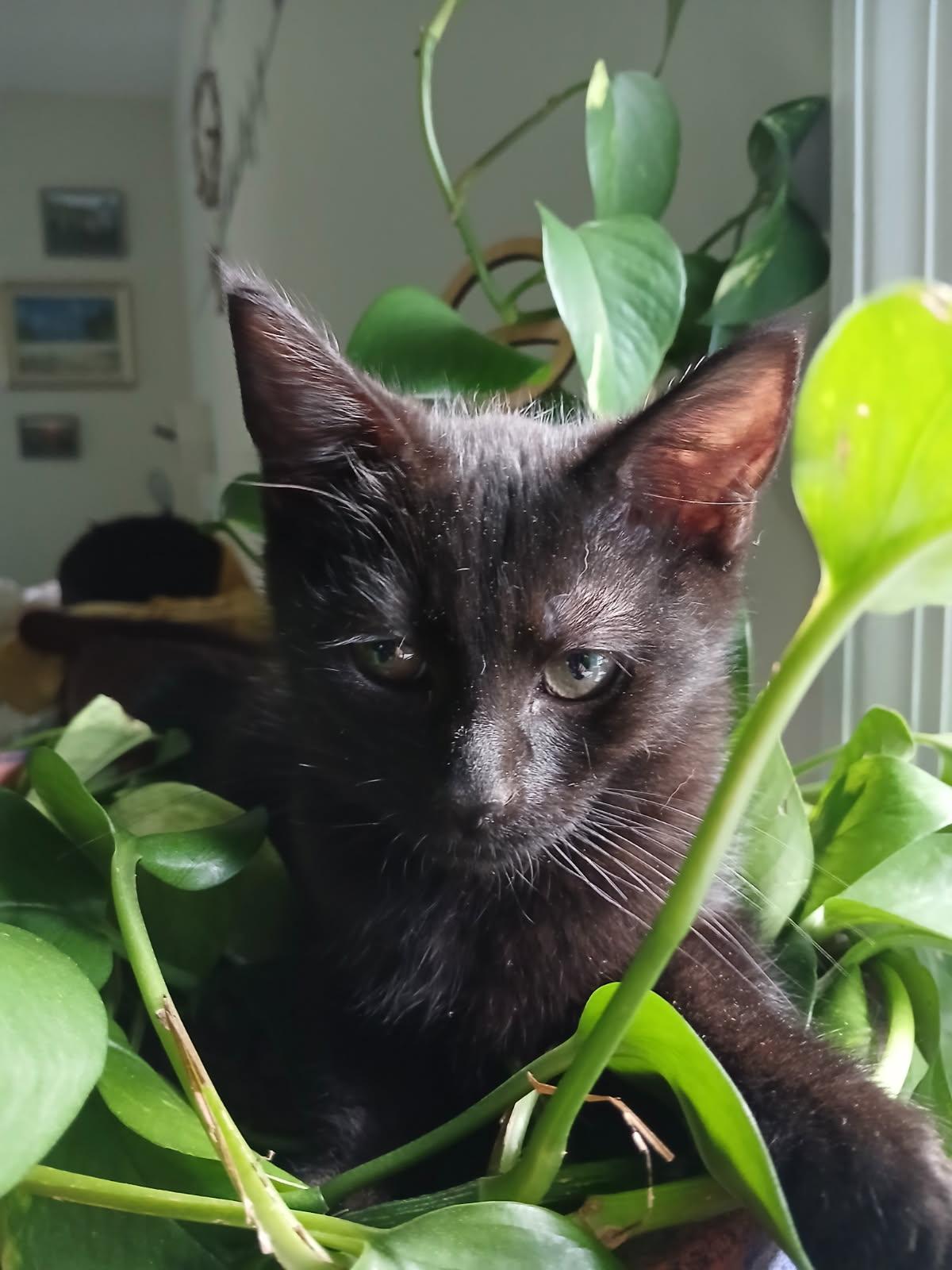 Willow