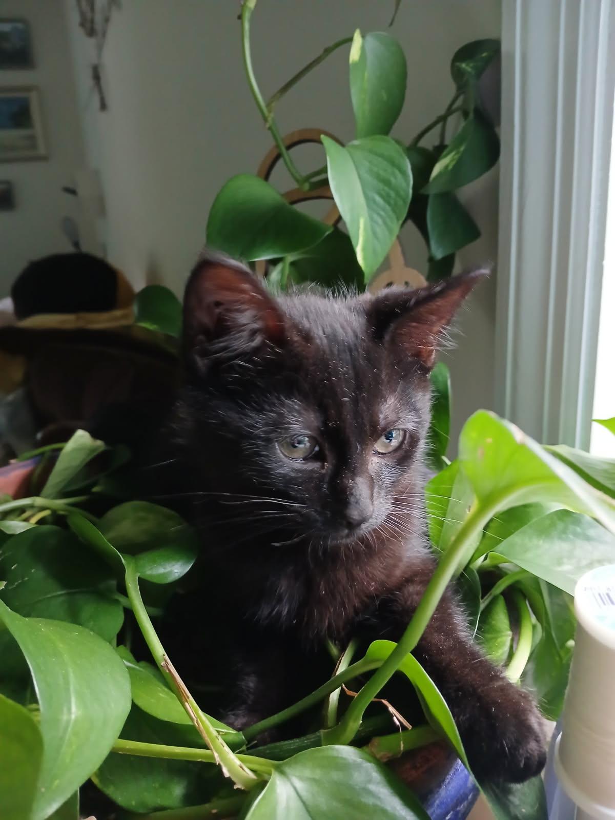 Willow photo 2