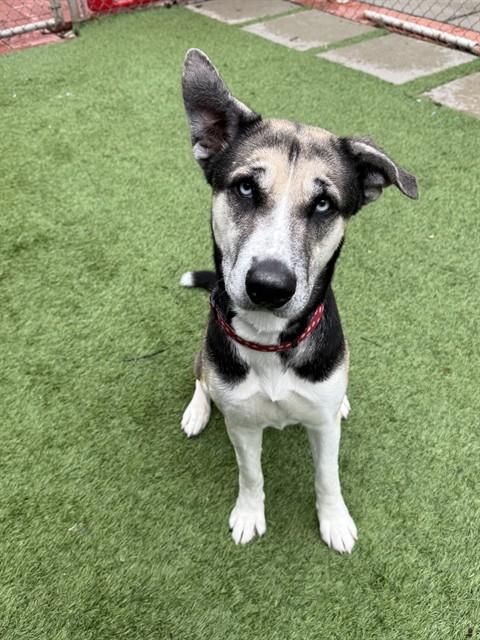 MAXINE, Adoptable, Young Female Husky.