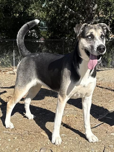 Enlarge MAXINE, a Adoptable Husky in Agoura, CA image 1/1