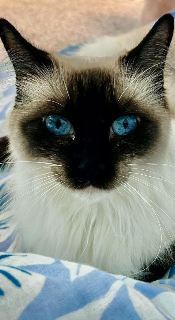 Mocha, Adopted, Adult Female Himalayan & Domestic Long Hair.