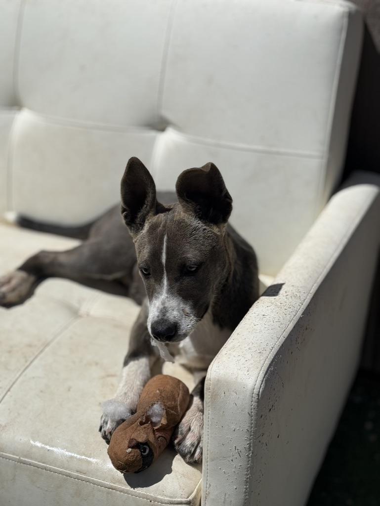 Enlarge Spartan, a ADOPTABLE Mixed Breed in Albuquerque, NM image 3/3