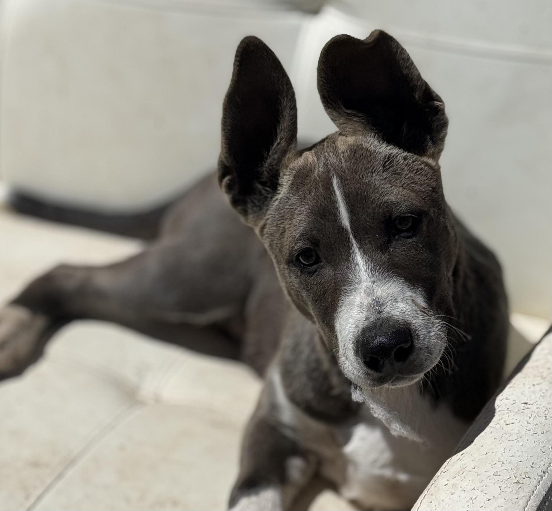 Spartan, ADOPTABLE, Young Male Mixed Breed.