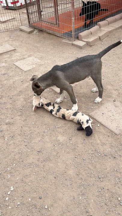 Enlarge Spartan, a ADOPTABLE Mixed Breed in Albuquerque, NM video 2/3