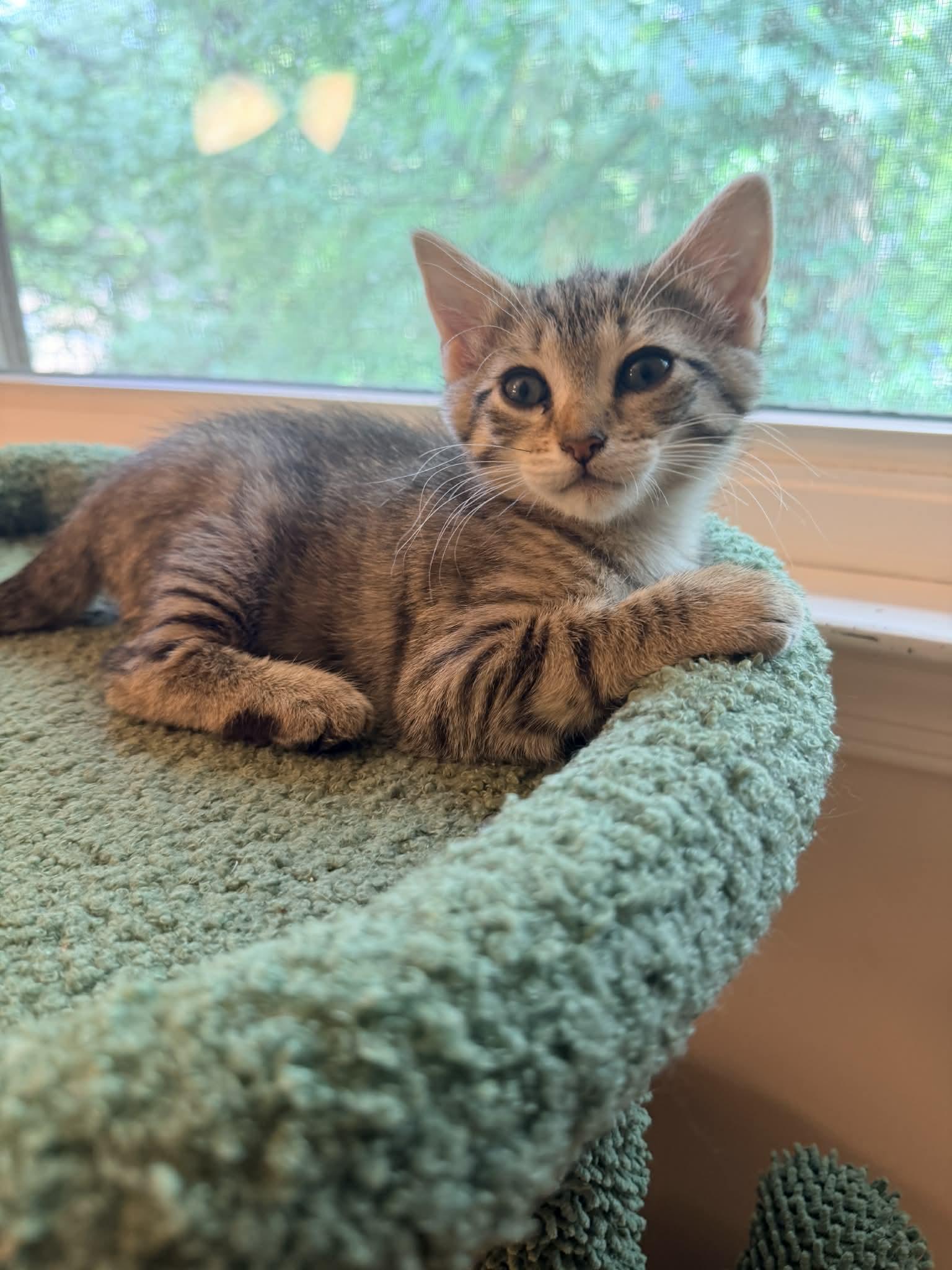 Venus, a Adoptable Domestic Short Hair in Mullica Hill, NJ image 3/4