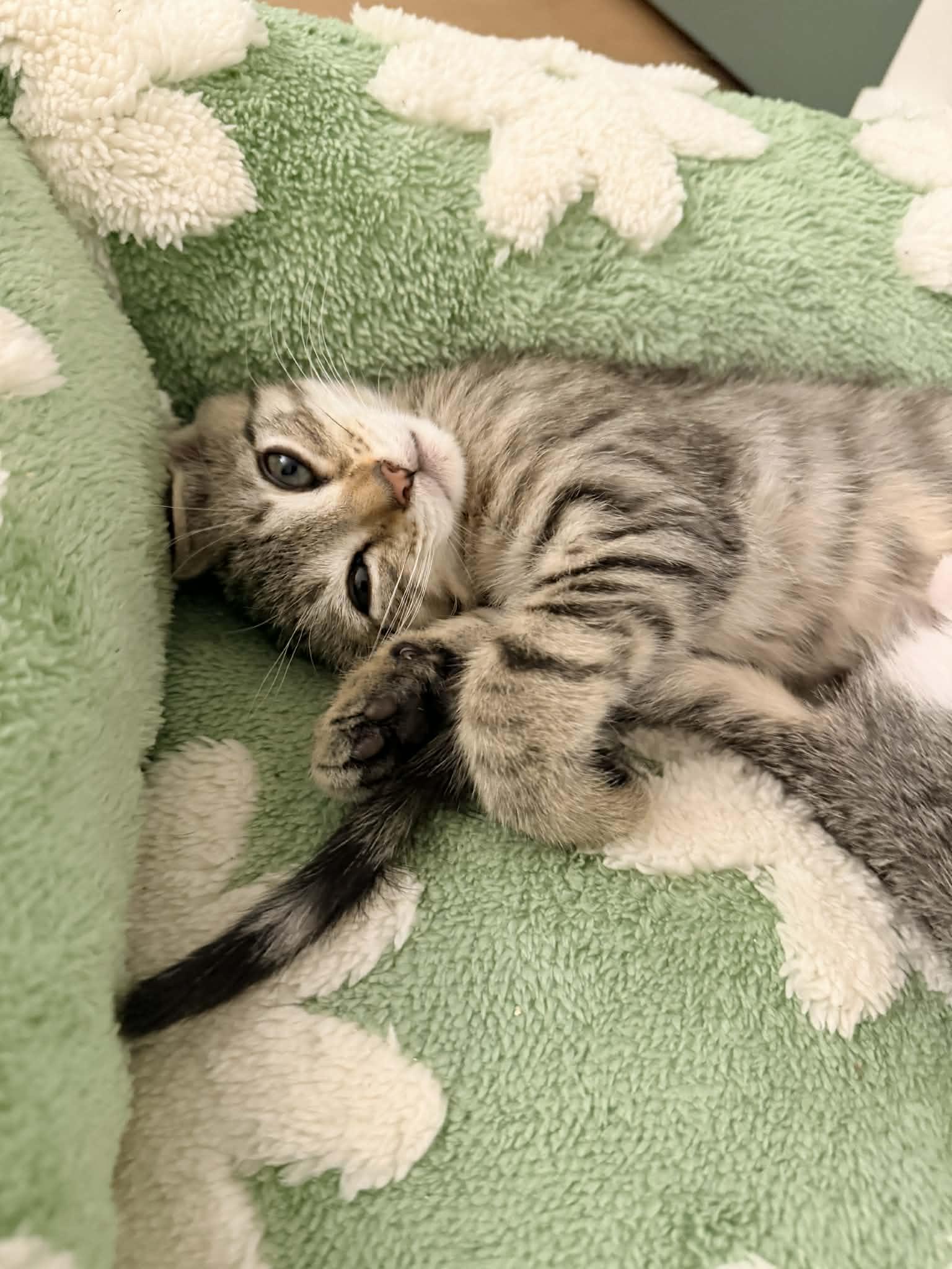 Venus, a Adoptable Domestic Short Hair in Mullica Hill, NJ image 2/4