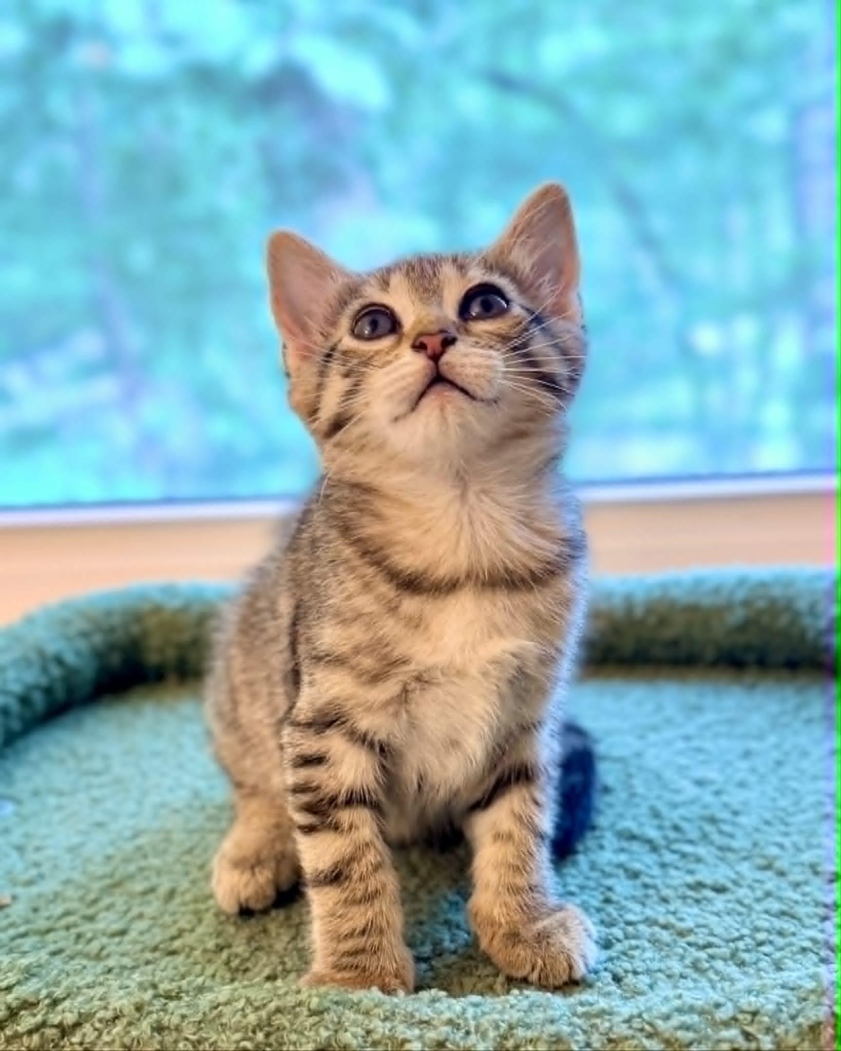 Venus, Adoptable, Kitten Female Domestic Short Hair.