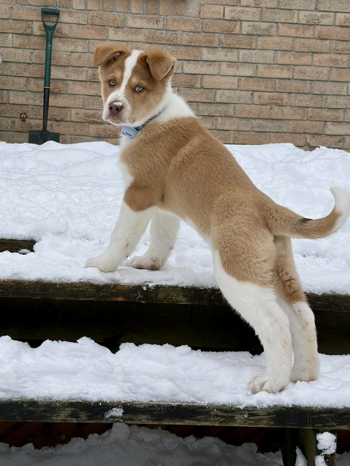 Enlarge Bronco, an adopted mixed breed in Dunnville, ON image 3/4