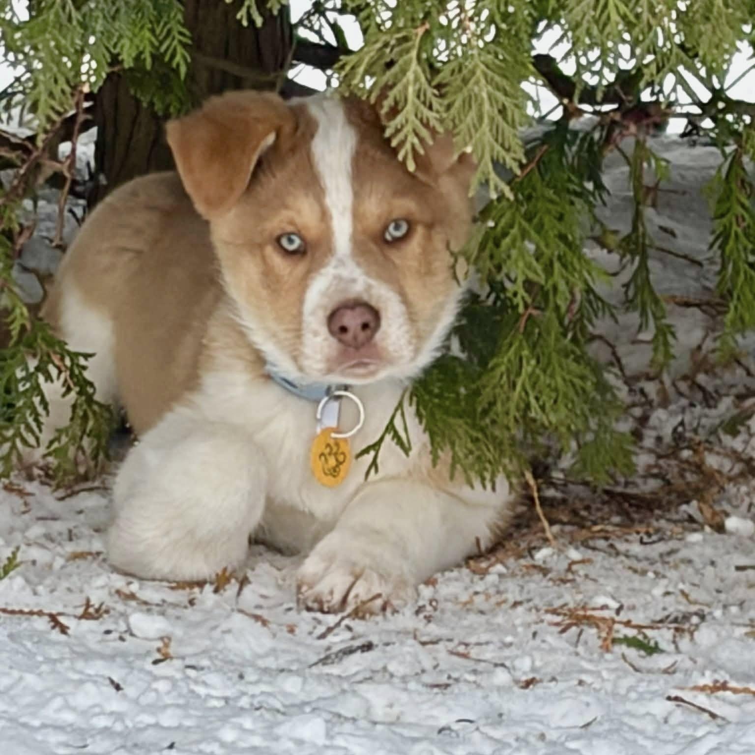 Enlarge Bronco, an adopted mixed breed in Dunnville, ON image 2/4