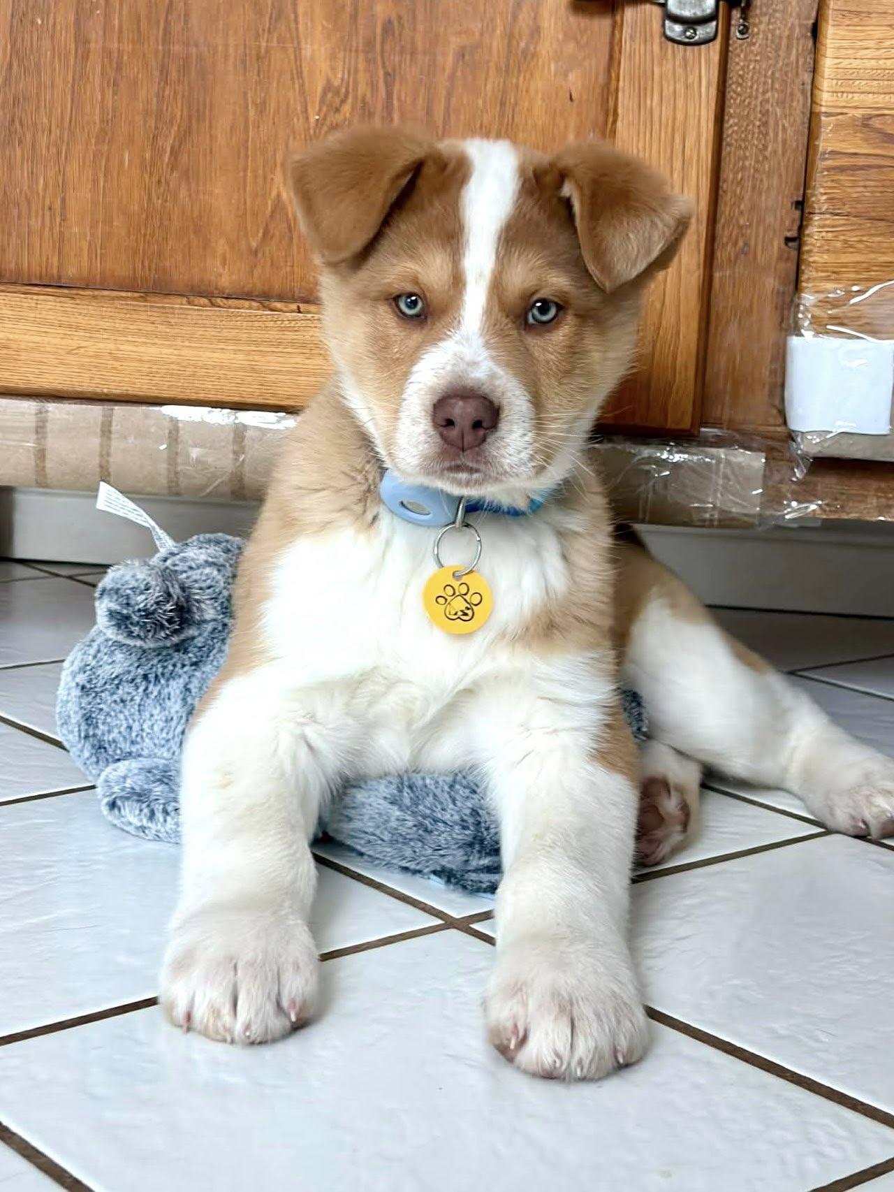 Bronco, adopted, Puppy Male Collie & Australian Shepherd.