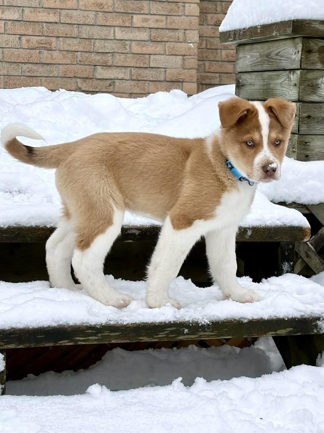 Enlarge Bronco, an adopted mixed breed in Dunnville, ON image 4/4