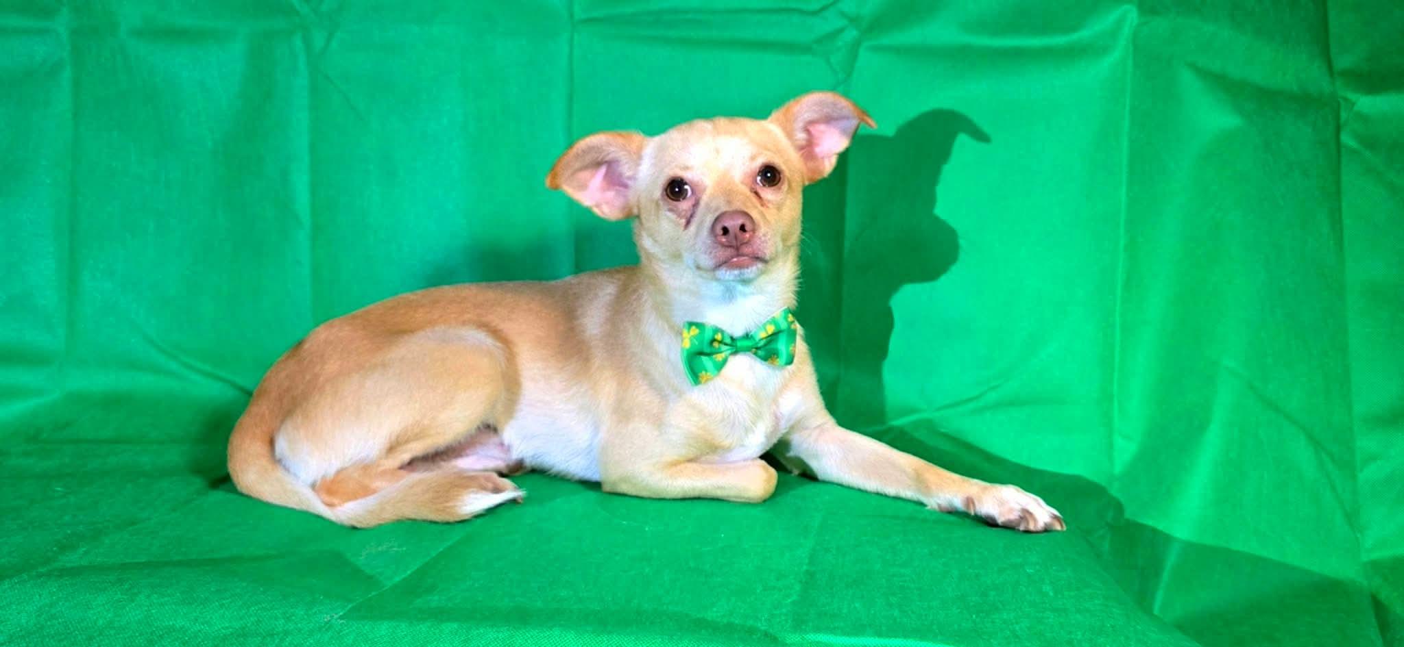 Enlarge Robert, a Adoptable mixed breed in Boise, ID image 5/6