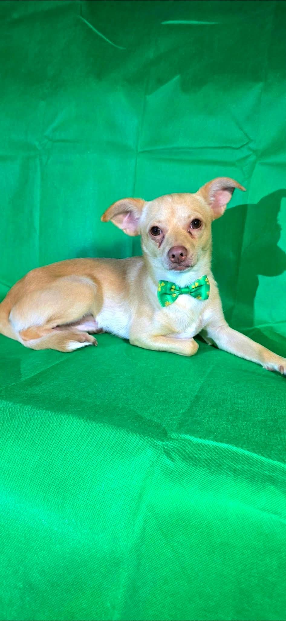 Enlarge Robert, a Adoptable mixed breed in Boise, ID image 6/6