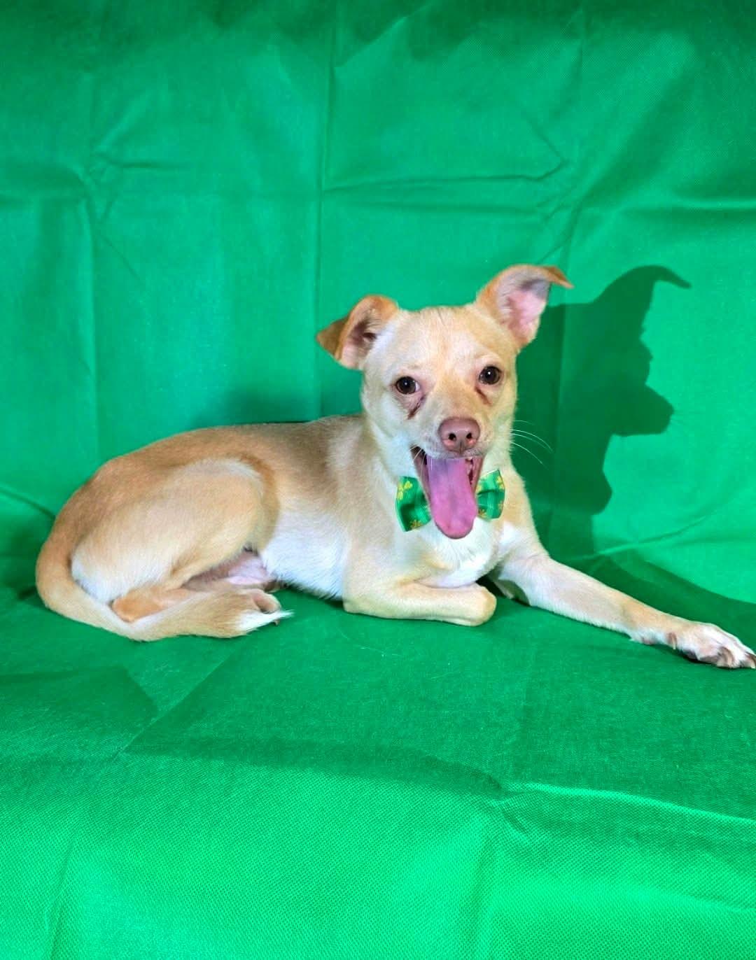 Enlarge Robert, a Adoptable mixed breed in Boise, ID image 1/6